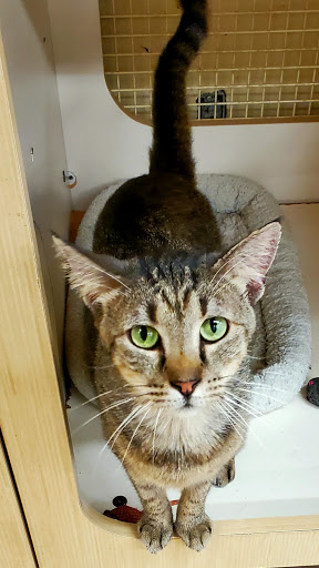 Pet Supply Store «Petco Animal Supplies», reviews and photos, 1121 5th St, Miami Beach, FL 33139, USA