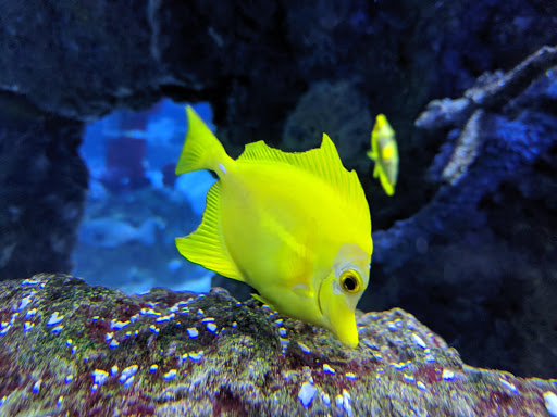 Aquarium «SEA LIFE Aquarium», reviews and photos, 1 Legoland Dr, Carlsbad, CA 92008, USA
