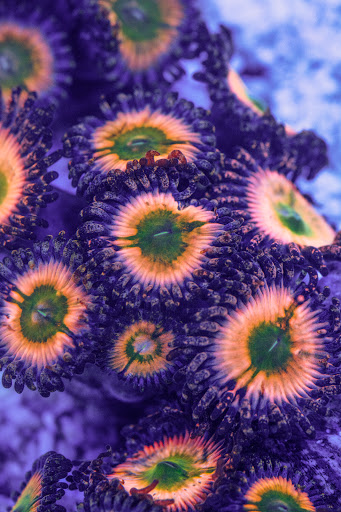 Aquarium «VIP Reef Aquarium», reviews and photos, 16300 SW 137th Ave #121, Miami, FL 33177, USA