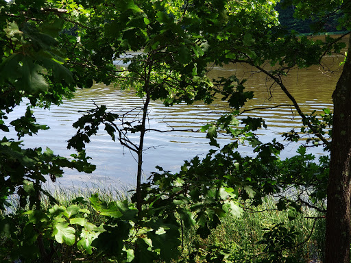 Park «Sweets Knoll State Park», reviews and photos, 1387 Somerset Ave, Dighton, MA 02715, USA