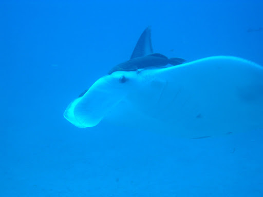 Dive Shop «Dive Shop Kissimmee», reviews and photos, 4916 W Irlo Bronson Memorial Hwy, Kissimmee, FL 34746, USA