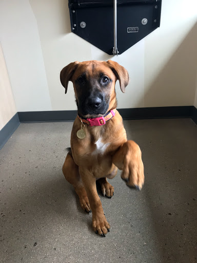 Pet Supply Store «Petco Animal Supplies», reviews and photos, 1265 Sergeant Jon Stiles Dr f, Highlands Ranch, CO 80129, USA