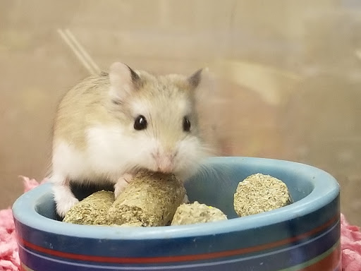 Pet Supply Store «Petco Animal Supplies», reviews and photos, 7434 Little River Turnpike, Annandale, VA 22003, USA