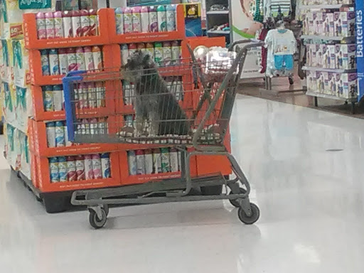 Department Store «Walmart Supercenter», reviews and photos, 10900 Parkside Dr, Knoxville, TN 37934, USA