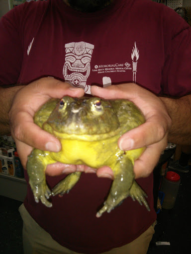 Reptile Store «Paramount Pet Entertainment - Reptile Parties & more!», reviews and photos, 8055 Rosecrans Ave #107, Paramount, CA 90723, USA