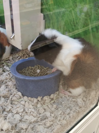 Pet Supply Store «PetSmart», reviews and photos, 4101 Oakwood Blvd, Hollywood, FL 33020, USA