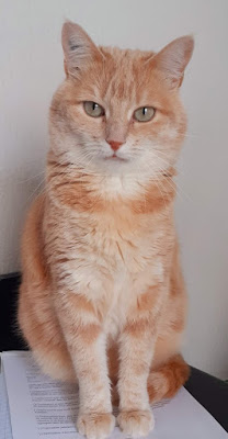 Picot Françoise à Orléans