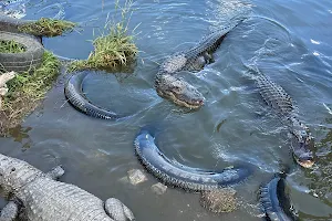 Colorado Gators Reptile Park image