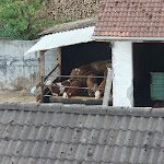 Photo n°2 de l'avis de Sunfairy.X fait le 01/06/2023 à 16:47 sur le  Raffelsteiner Hof à Mörnsheim