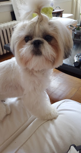 Pet Store «Doggy Dog World Inc», reviews and photos, 2552 Coney Island Ave, Brooklyn, NY 11223, USA