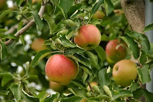 Edwards Apple Orchard image