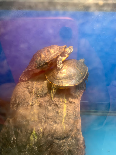 Pet Supply Store «PETNJOY - GARDENA», reviews and photos, 15515 Normandie Ave, Gardena, CA 90247, USA