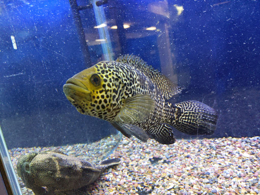 Tropical Fish Store «Aquarium Paradise», reviews and photos, 11724 Pacific Hwy SW, Lakewood, WA 98499, USA