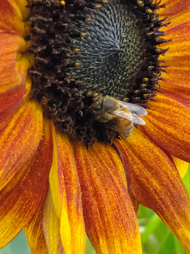 Pumpkin Patch «Rutledge Corn Maze LLC», reviews and photos, 302 93rd Ave SE, Olympia, WA 98501, USA