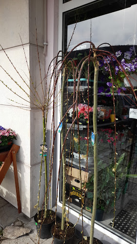 Отзиви за Магазин за цветя" Гардения" в Провадия - Цветарница