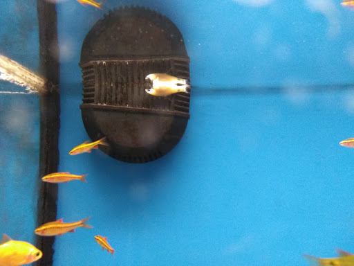 Pet Supply Store «Petco Animal Supplies», reviews and photos, 217 Oak Lee Dr #16, Ranson, WV 25438, USA