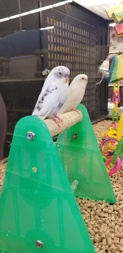 Pet Supply Store «PetSmart», reviews and photos, 1020 Market Pl Blvd, Cumming, GA 30041, USA