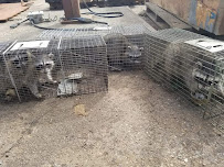 King Wildlife Services - Photo 8 - Car repair in , Marysville