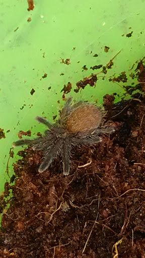 Pet Store «Critter Castle», reviews and photos, 1461 Boiling Springs Rd, Spartanburg, SC 29303, USA