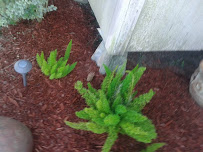 Only God Can Judge Landscaping and Gardening - Photo 5 - Car repair in , Lafayette