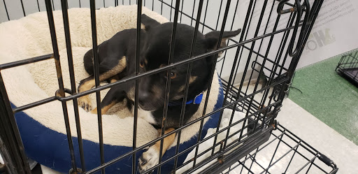 Pet Supply Store «Petco Animal Supplies», reviews and photos, 2965 Hempstead Turnpike, Levittown, NY 11756, USA