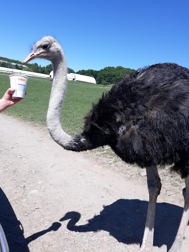 Restaurant «Hidden Valley Animal Adventure», reviews and photos, 2887 Royce Rd, Varysburg, NY 14167, USA