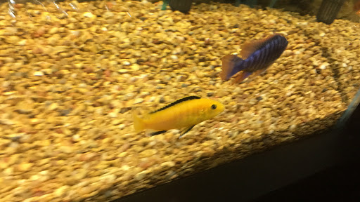 Aquarium Shop «Something Fishy Inc.», reviews and photos, 4764 State Rd, Cleveland, OH 44109, USA