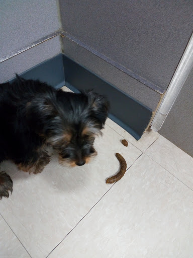 Pet Store «Petland», reviews and photos, 920 Hebron Rd, Heath, OH 43056, USA