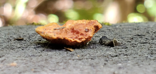 County Government Office «Brevard County Enchanted Forest Sanctuary», reviews and photos, 444 Columbia Blvd, Titusville, FL 32780, USA