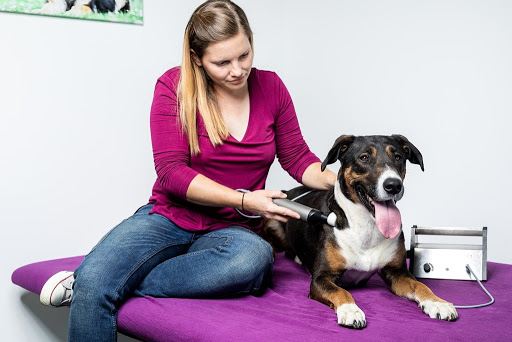 Tierphysiotherapie und Tierosteopathie- Rundum Tier Gesund unter Bodenheim, 