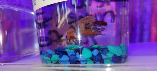 Pet Supply Store «Pet Supplies Plus», reviews and photos, 34370 Aurora Rd, Solon, OH 44136, USA