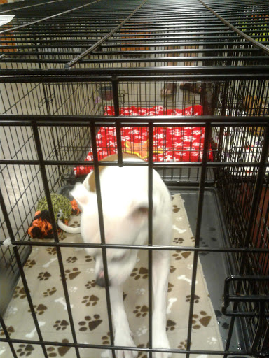 Pet Supply Store «PetSmart», reviews and photos, 5214 Blanche Moore Dr, Corpus Christi, TX 78411, USA