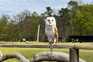 Greifvogel-Flugschau image