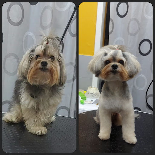 SHOW PET KUAFÖR | Anestezisiz Kedi ve Köpek traşı | | Avcılar İstanbul - Evcil Hayvan Kuaförü