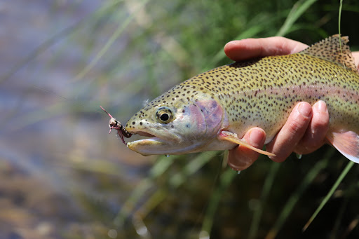 Fishing Store «Reel Anglers Fly Shop», reviews and photos, 760 S Auburn St, Grass Valley, CA 95945, USA