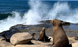 Seal Rock