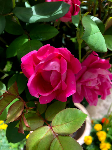 Garden Center «Stonewall Garden Center», reviews and photos, 4675 PA-447, Canadensis, PA 18325, USA