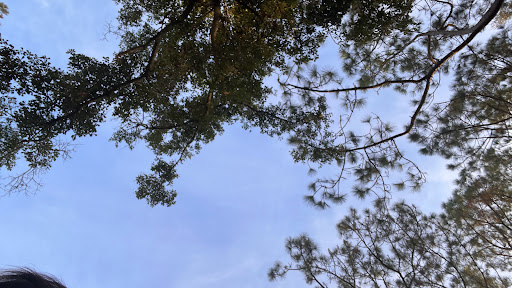 Golf Course «Countryside Country Club», reviews and photos, 3001 Countryside Blvd, Clearwater, FL 33761, USA