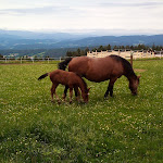 Photo n°5 de l'avis de Richard.e fait le 28/07/2022 à 20:38 sur le  Berggasthof Hinterwies à Sankt Englmar