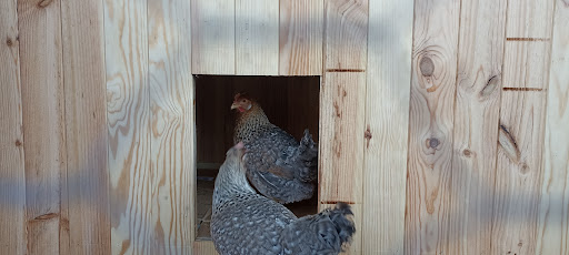 Avícola de Selección - Venta de Gallinas - Gallinas Ponedoras - Pollos de Engorde - Patos - Pavos - La Zubia