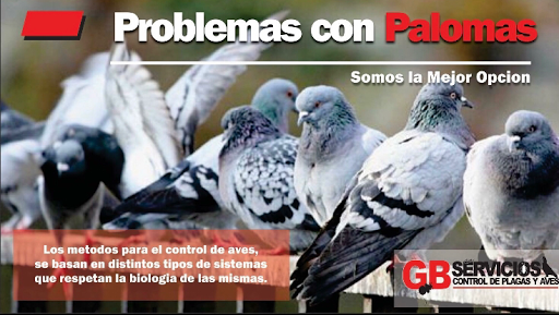 GB servicios de control de plagas y aves