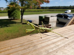 White Horse Winery - photo 11