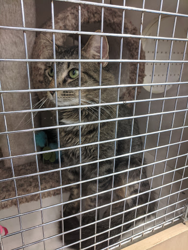 Pet Supply Store «Petco Animal Supplies», reviews and photos, 3860 Elmore Avenue, Davenport, IA 52807, USA