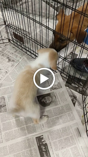 Pet Supply Store «Petco Animal Supplies», reviews and photos, 13053 Lee Jackson Memorial Hwy b, Fairfax, VA 22033, USA