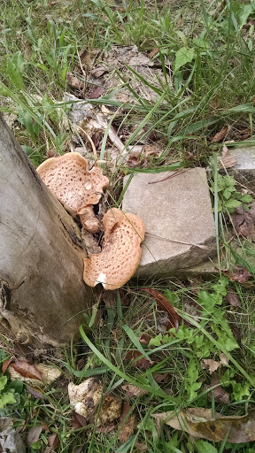 Nature Preserve «Lothlorien Nature Sanctuary», reviews and photos, 559 McFadden Ridge Rd, Bedford, IN 47421, USA