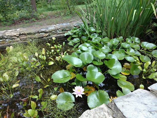 Botanical Garden «Botanical Gardens At Asheville», reviews and photos, 151 W .T. Weaver Blvd, Asheville, NC 28804, USA