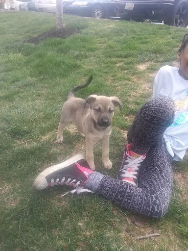 Pet Supply Store «Brookside Barkery & Bath», reviews and photos, 118 W 63rd St, Kansas City, MO 64113, USA