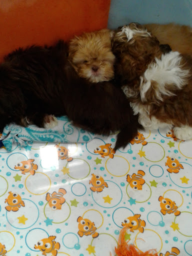 Pet Store «Charm City Puppies», reviews and photos, 8205 Snowden River Pkwy, Columbia, MD 21045, USA