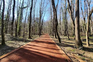 Belgrad Forest image