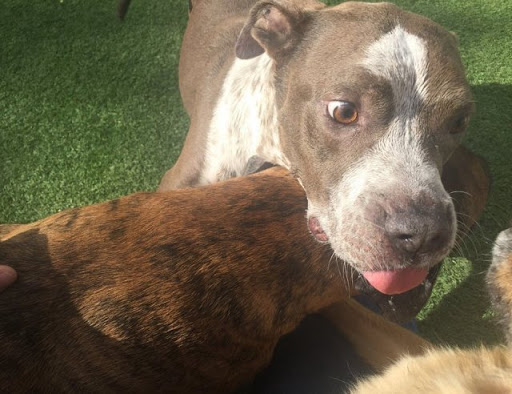 Pet Supply Store «Bark Avenue Pet Supply», reviews and photos, 3109 E McKellips Rd, Mesa, AZ 85213, USA